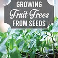 Fruit Trees From Seeds