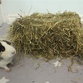 Guinea Pig Black Corner Hay