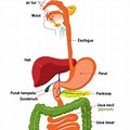 Gambar Sistem Pencernaan Manusia