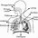 Gambar Sistem Pernapasan
