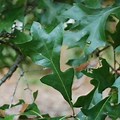 Georgia State Tree Live Oak Leaf