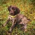 German Shorthaired Pointer Lab Mix Puppies