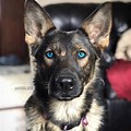 German Shepherd with Blue Eyes