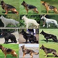 German Shepherd Coat Types