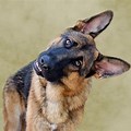 German Shepherd Dog Head Tilt