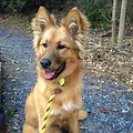 German Shepherd Golden Retriever Mix Short Coat