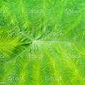 Giant Alocasia Backdrop