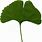 Ginkgo Leaf Clip Art