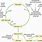 Glycogenolysis Process