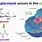 Glycolysis Location