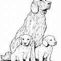 Golden Retriever Dog Coloring Pages