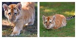 Golden Tiger Cub Newborn