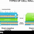 Gram-negative Bacterial Cell