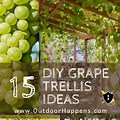 Grape Vine Trellis Designs