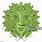 Green Man Illustration