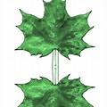 Green Maple Leaves for Decoration