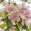 Green Apple Tree Flower