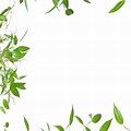 Green Leaf Border PowerPoint Background