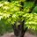 Green Leaf Japanese Maple