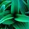 Green Leaf Wallpaper