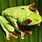 Green Tree Frog Wallpaper