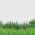 Greengrass Transparent Background