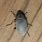 Grey Beetle Bug