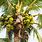 Growing Coconut Palm Trees