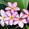 Growing Plumeria