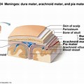 Human Anatomy Meninges Arachniod and Dura Mater