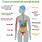 Human Body Cancer