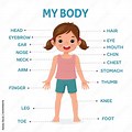 Human Body Chart for Kids