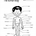 Human Body Diagram Black and White