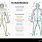 Human Body Meridian Chart