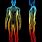 Human Body Scan