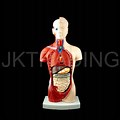 Human Body Torso Model Anatomy