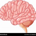 Human Brain Cartoon Anatomy