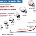 Human Brain Size Evolution