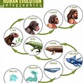 Human Evolution From Single Cell