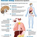 Human Endocrine System Anatomy Model