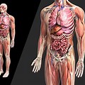 Human Full Body Model Anatomy