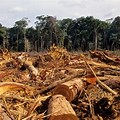 Human Impact On the Environment in Cairns QLD