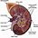 Human Kidney Labeled