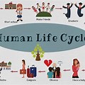 Human Life Diagram