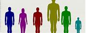 Human Size Comparison Chart