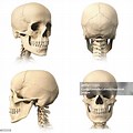 Human Skull Different Angles