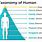 Human Taxon