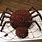 Halloween Spider Cake