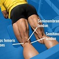 Hamstring Tendon Inflammation Knee