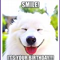 Happy Birthday Cat Dog Meme